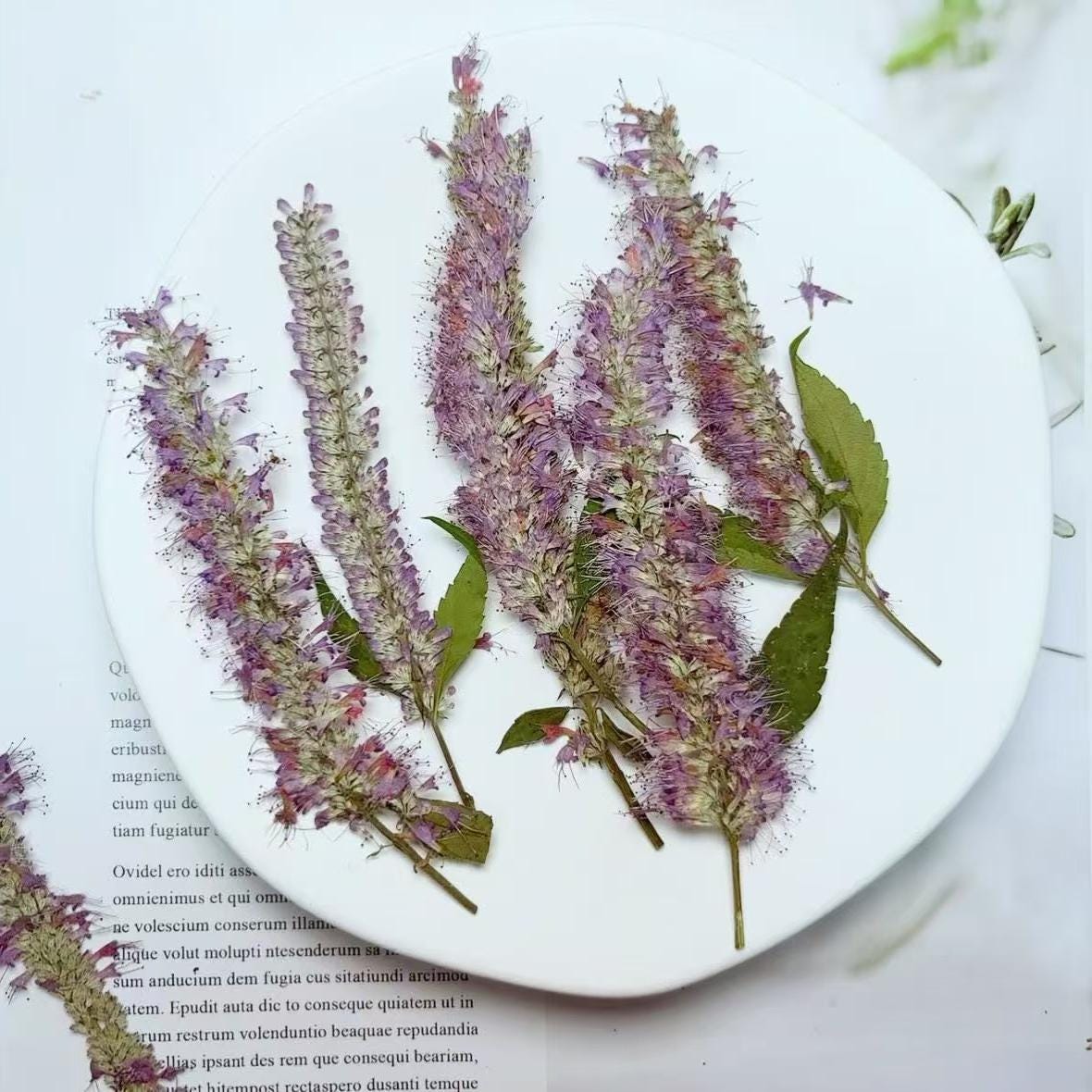 Purple Willow Pressed Flowers - 6 PCS - Wedding Invitation Embellishments