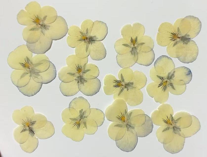 Faint Yellow Pressed Pansy Flowers, Resin Art, Crafts (12 PCS/Pack)