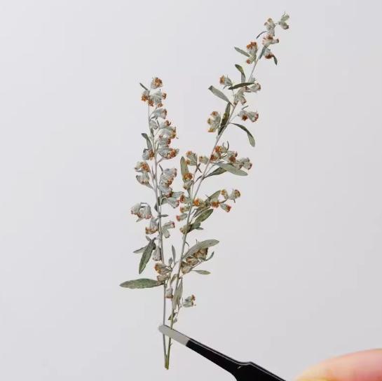 Pressed Flower,Ai Hua Pressed Flower,12 PCS/pack,Pressed Dried Flower Stem,Real Pressed Flower Dry Natural Pressed Flowers