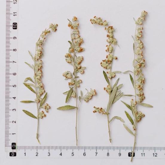 Pressed Flower,Ai Hua Pressed Flower,12 PCS/pack,Pressed Dried Flower Stem,Real Pressed Flower Dry Natural Pressed Flowers