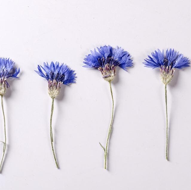 Pressed Cornflower Flowers, Blue Purple, Dried Flat Flowers (6 PCS/Pack)