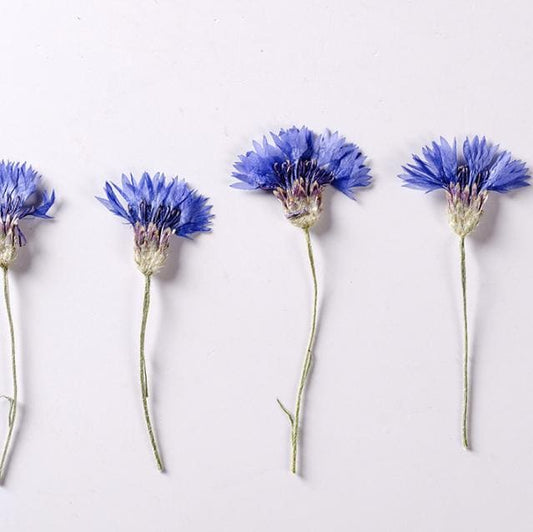 Pressed Cornflower Flowers, Blue Purple, Dried Flat Flowers (6 PCS/Pack)