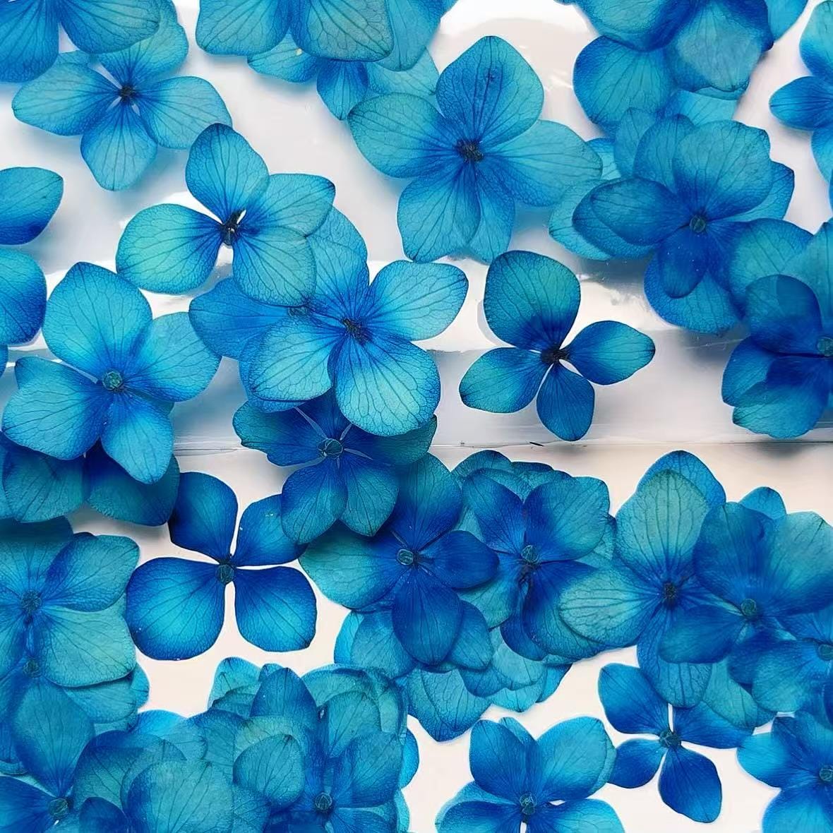 Pressed Flowers,blue Pressed Flowers,Set of 12 PCS, Pressed dried flower,Flat Flowers,Hydrangea dried flower petals,flower (1.5-2cm)
