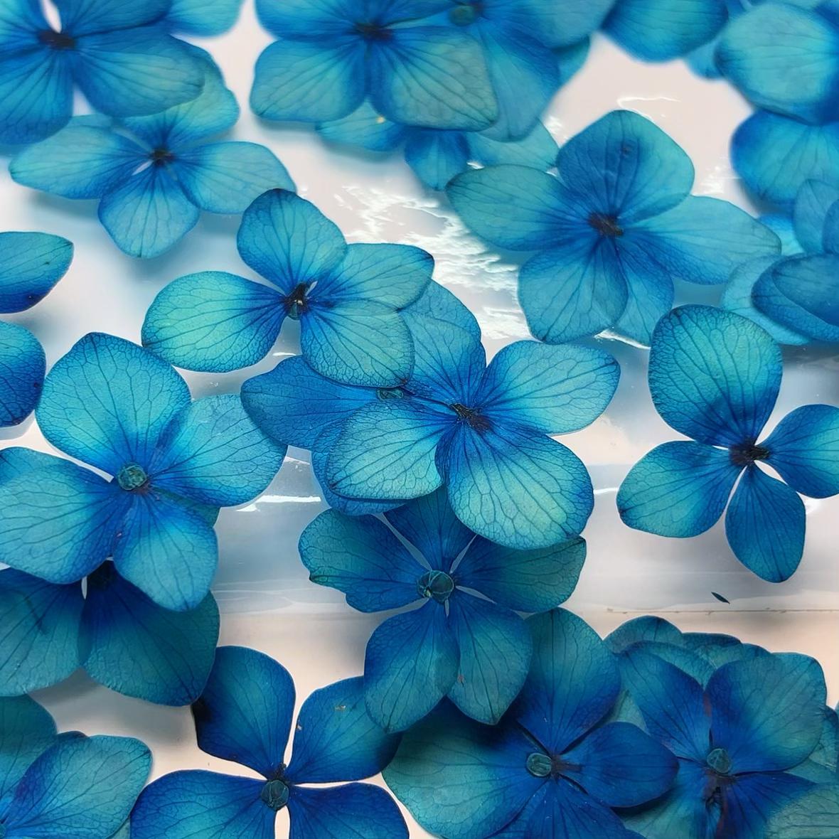 Pressed Flowers,blue Pressed Flowers,Set of 12 PCS, Pressed dried flower,Flat Flowers,Hydrangea dried flower petals,flower (1.5-2cm)