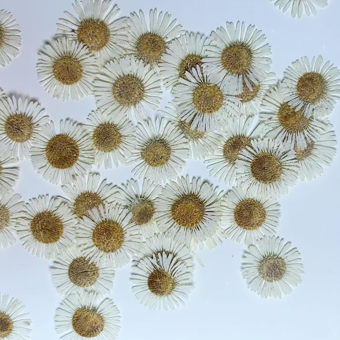Pressed Flowers,White Pressed Flowers,Set of 12 PCS, Pressed dried flower,Flat Flowers,White needle chrysanthemum