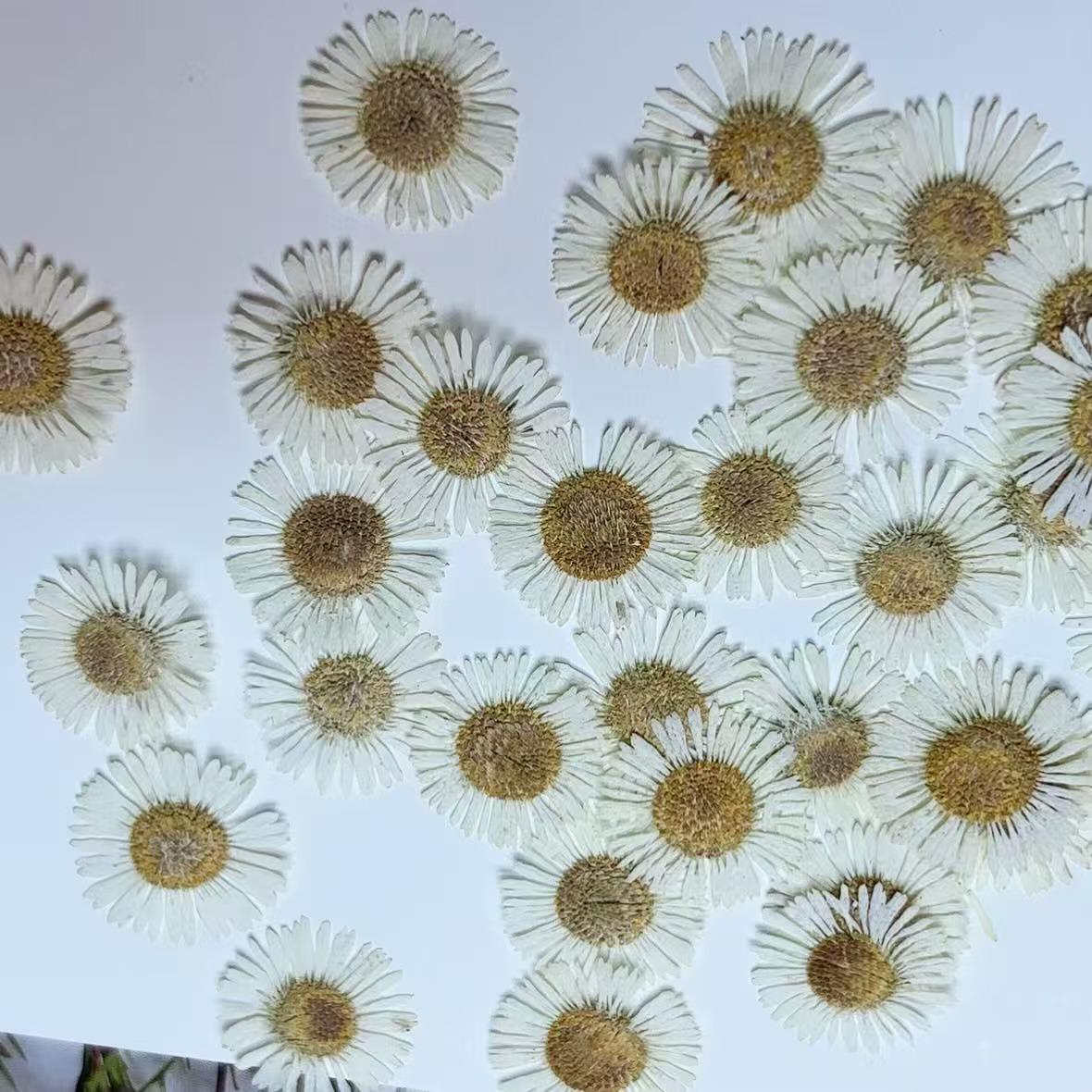 Pressed Flowers,White Pressed Flowers,Set of 12 PCS, Pressed dried flower,Flat Flowers,White needle chrysanthemum