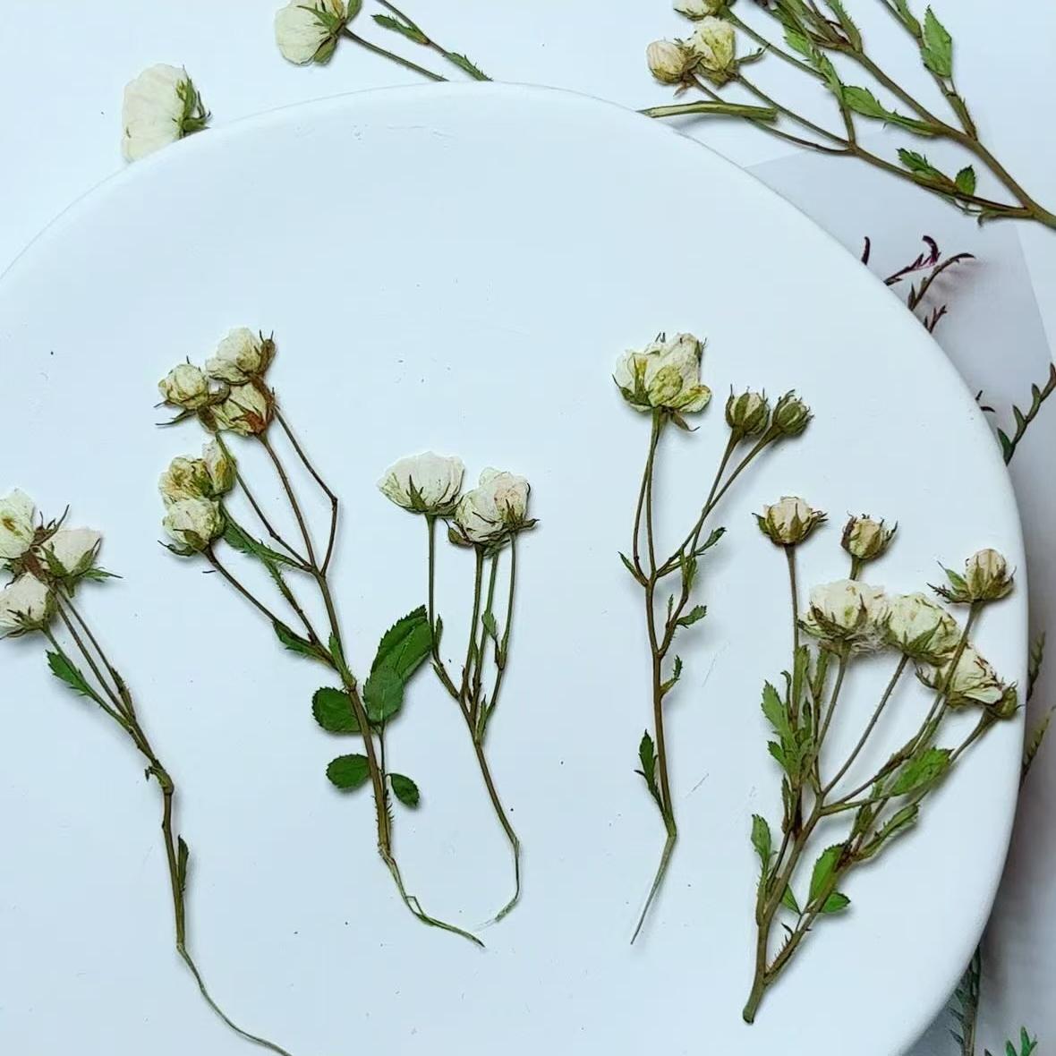 Pressed Flowers,Rosebud white Pressed Flowers 6 PCS/Pack,Dry Flat Rice white rose Flower Stems Wild Dried flower Natural Floral