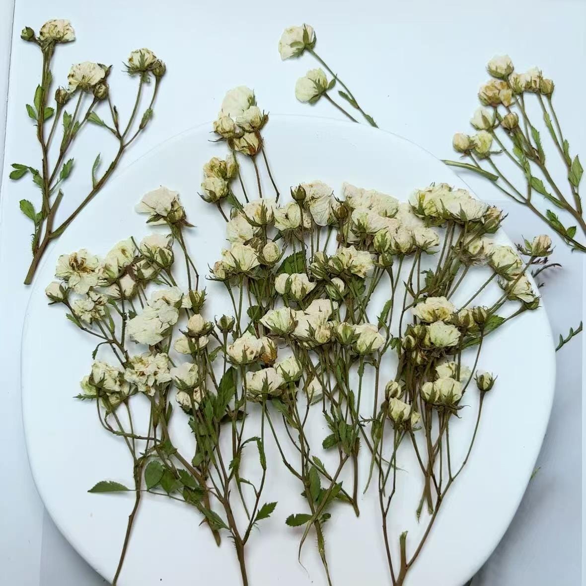 Pressed Flowers,Rosebud white Pressed Flowers 6 PCS/Pack,Dry Flat Rice white rose Flower Stems Wild Dried flower Natural Floral