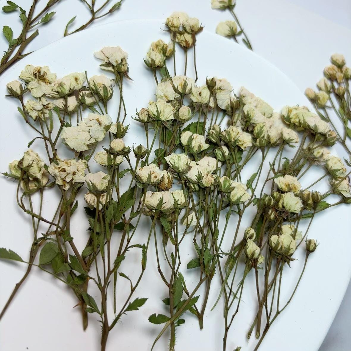 Pressed Flowers,Rosebud white Pressed Flowers 6 PCS/Pack,Dry Flat Rice white rose Flower Stems Wild Dried flower Natural Floral