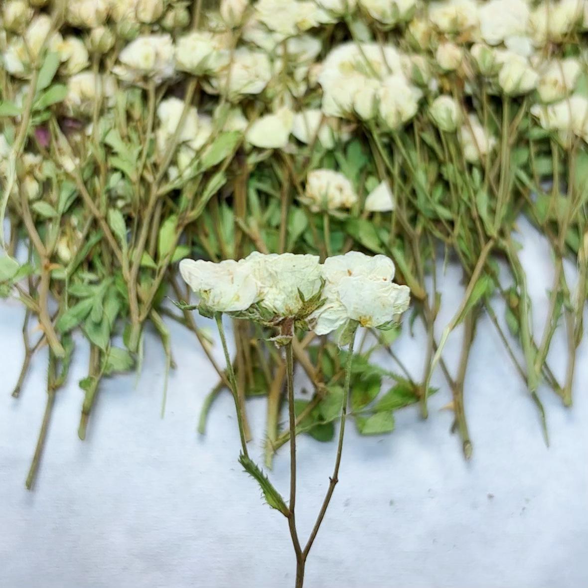 Pressed Flowers,Rosebud white Pressed Flowers 6 PCS/Pack,Dry Flat Rice white rose Flower Stems Wild Dried flower Natural Floral