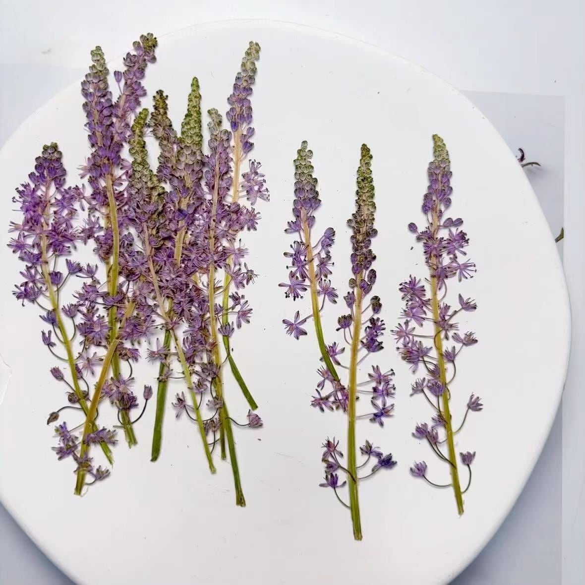 Pressed Flowers, purple Barnardia japonica Pressed Flowers 6 PCS/Pack,Pressed Flower,Dry Flat Real Flower Preserved Wild Dried flower