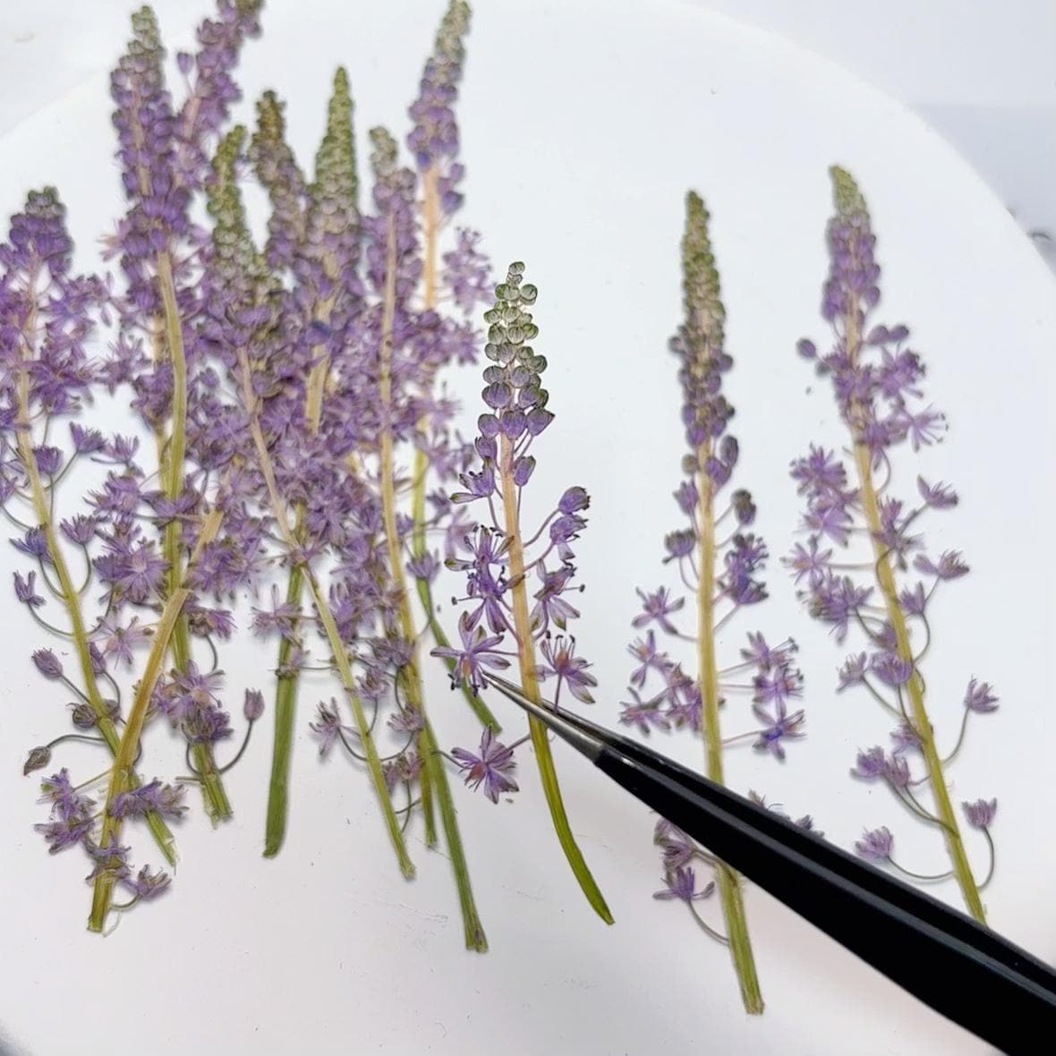 Pressed Flowers, purple Barnardia japonica Pressed Flowers 6 PCS/Pack,Pressed Flower,Dry Flat Real Flower Preserved Wild Dried flower