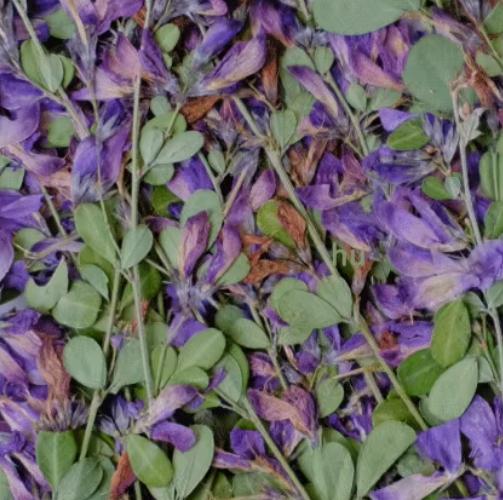 Resin dried flower,Pressed flowers,6 PCS/Pack,Blue flowered Lespedeza,Dried Pressed Flower,flower Stems Real Pressed  Flowers,dried flower
