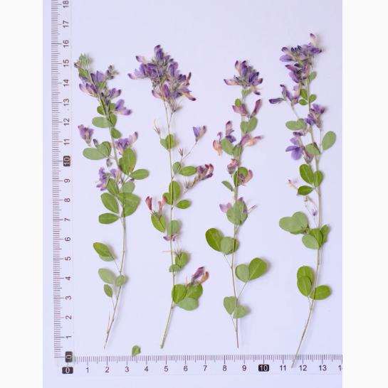 Resin dried flower,Pressed flowers,6 PCS/Pack,Blue flowered Lespedeza,Dried Pressed Flower,flower Stems Real Pressed  Flowers,dried flower