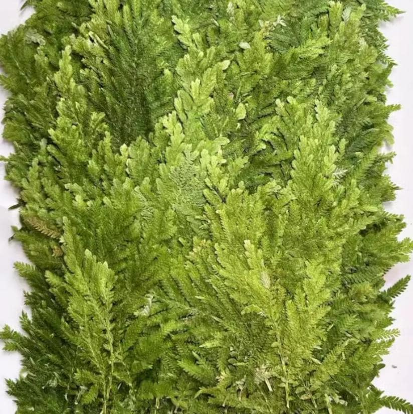 Pressed Green Cloud Grass: Real Dried Leaves - 12 PCS