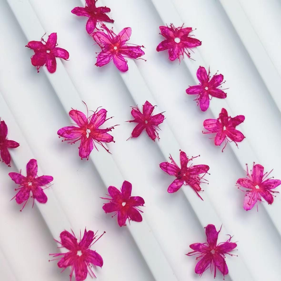Pressed flower,Pressed Symplocos paniculata,12 PCS/Pack,Purple red dried flower,Real Purple flower,dried flower petals,Small dried flowers