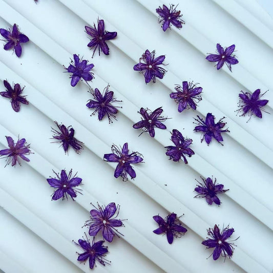 Pressed flower,Pressed Symplocos paniculata,12 PCS/Pack,Purple dried flower,Real Purple flower,dried flower petals,Small dried flowers