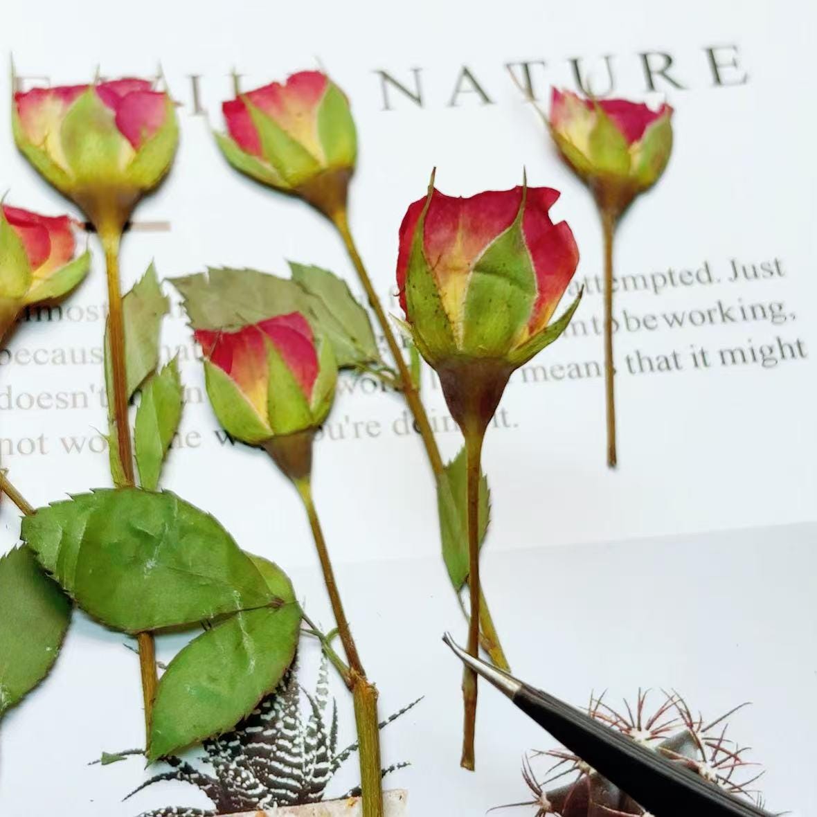 Red Rose Pressed Flowers: Natural Floral Stems, 6 PCS