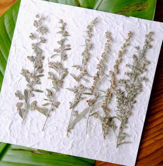 Pressed Flower,Ai Hua Pressed Flower,12 PCS/pack,Pressed Dried Flower Stem,Real Pressed Flower Dry Natural Pressed Flowers