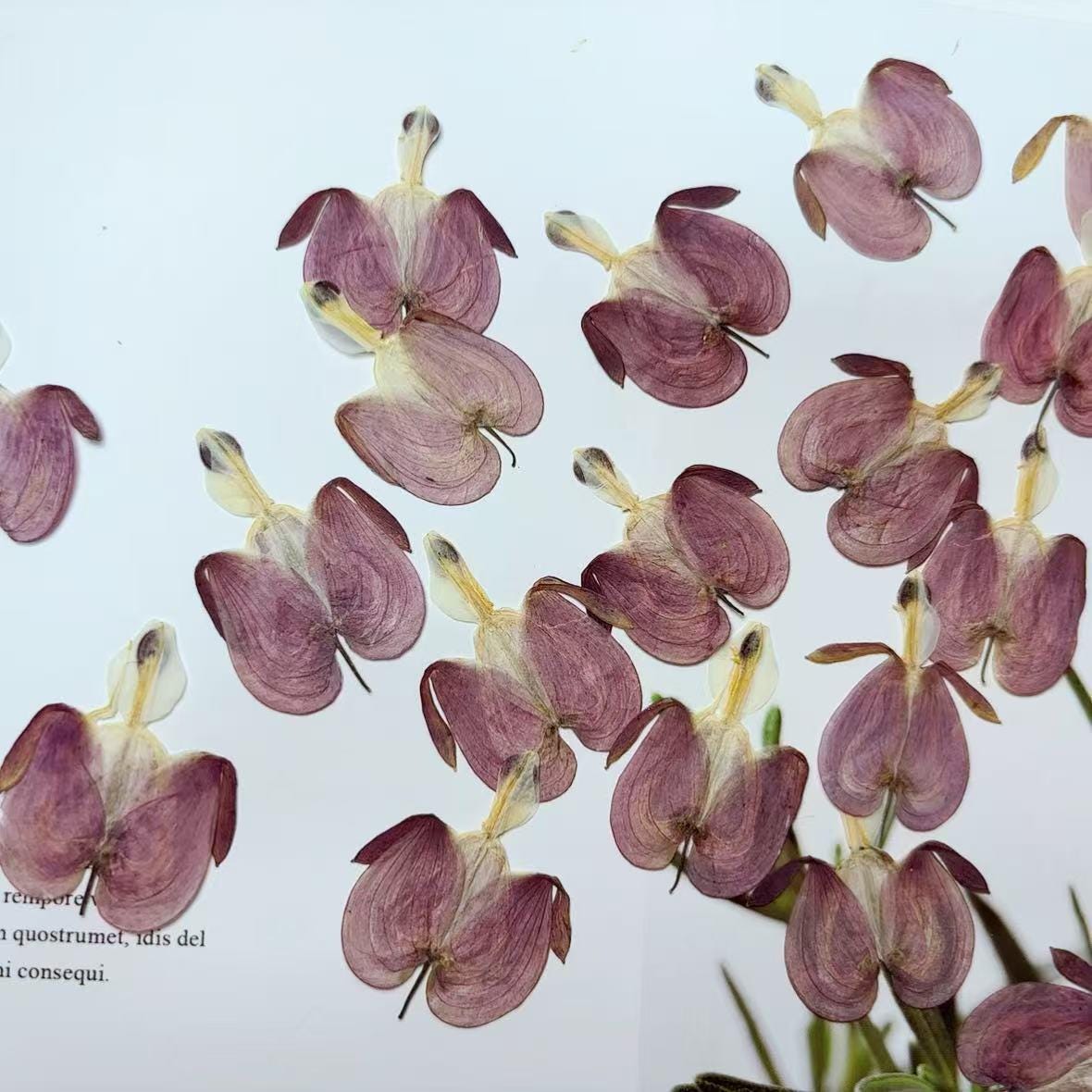 12 Purple Pressed Flowers, Real Dried Floral, Bulk Dry Petals