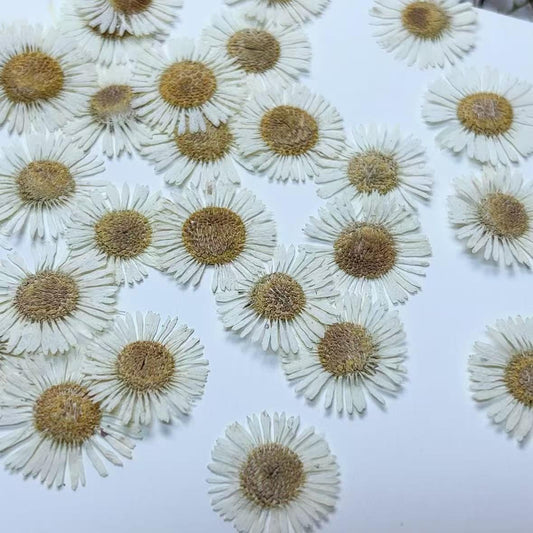 Pressed Flowers,White Pressed Flowers,Set of 12 PCS, Pressed dried flower,Flat Flowers,White needle chrysanthemum
