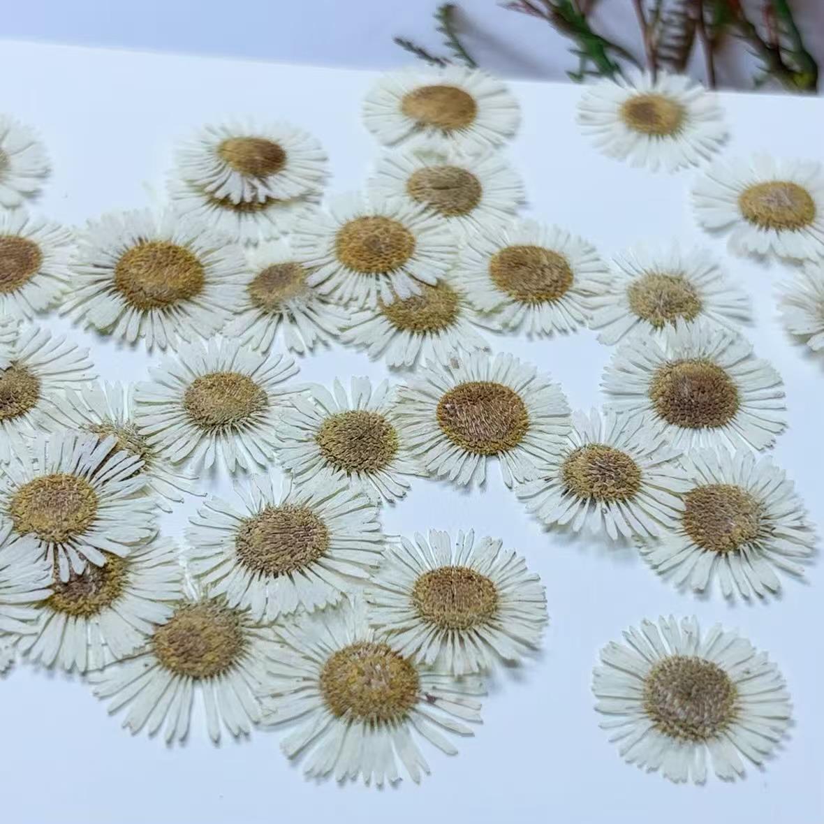 Pressed Flowers,White Pressed Flowers,Set of 12 PCS, Pressed dried flower,Flat Flowers,White needle chrysanthemum