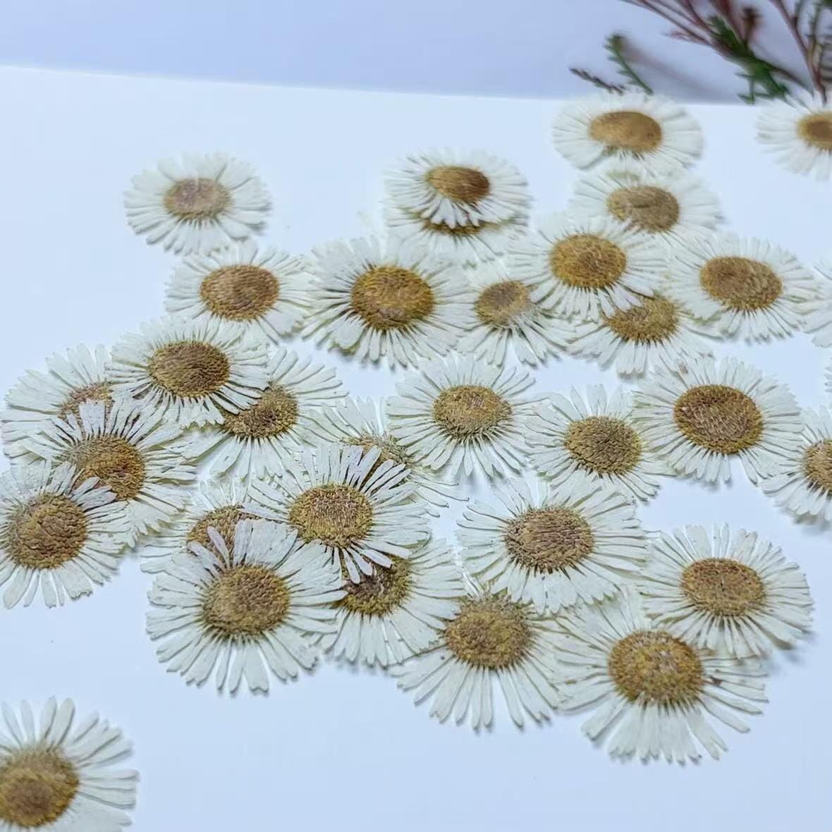 Pressed Flowers,White Pressed Flowers,Set of 12 PCS, Pressed dried flower,Flat Flowers,White needle chrysanthemum