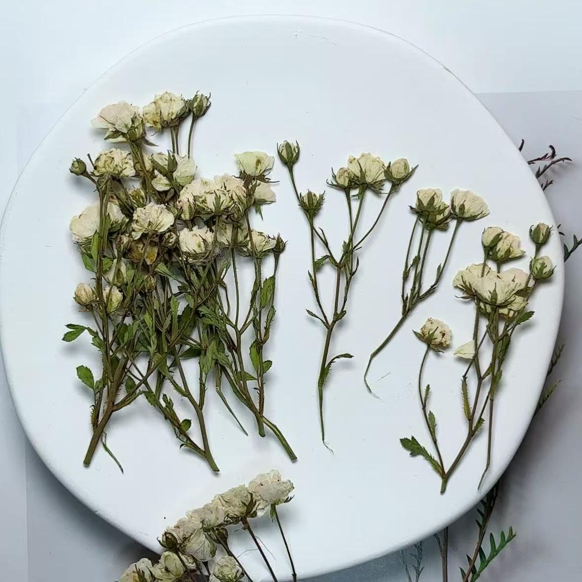 Pressed Flowers,Rosebud white Pressed Flowers 6 PCS/Pack,Dry Flat Rice white rose Flower Stems Wild Dried flower Natural Floral