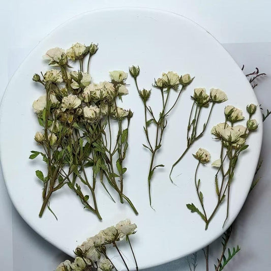 Pressed Flowers,Rosebud white Pressed Flowers 6 PCS/Pack,Dry Flat Rice white rose Flower Stems Wild Dried flower Natural Floral