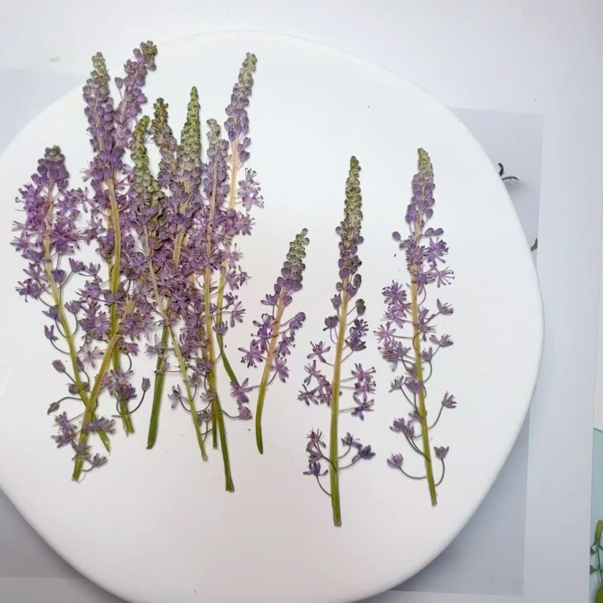 Pressed Flowers, purple Barnardia japonica Pressed Flowers 6 PCS/Pack,Pressed Flower,Dry Flat Real Flower Preserved Wild Dried flower