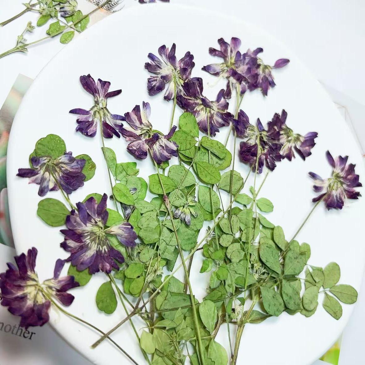 Blue Purple Pressed Flowers, DIY Craft Supplies, 6 PCS