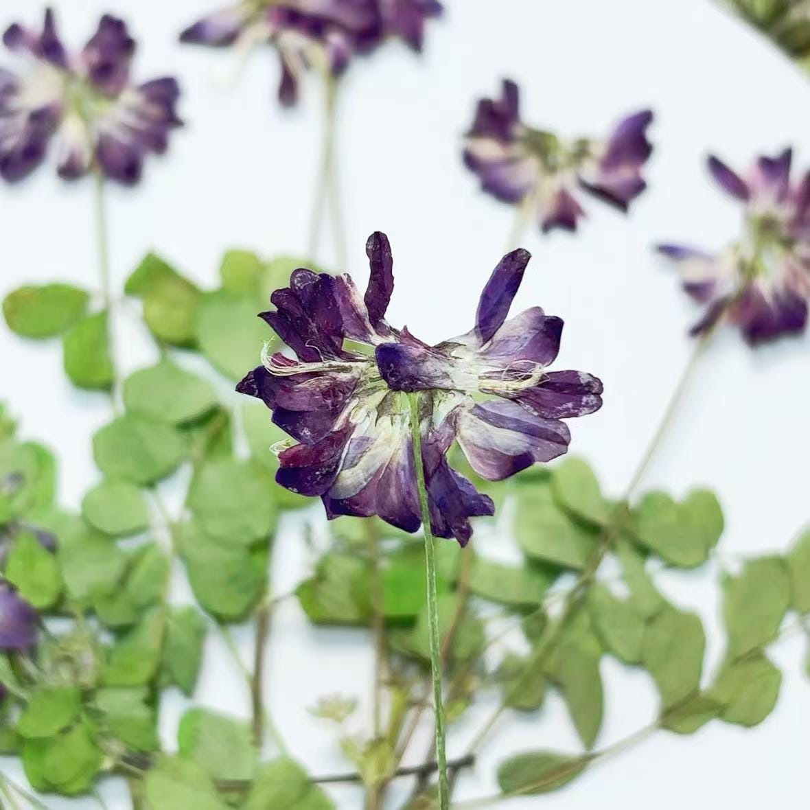 Blue Purple Pressed Flowers, DIY Craft Supplies, 6 PCS