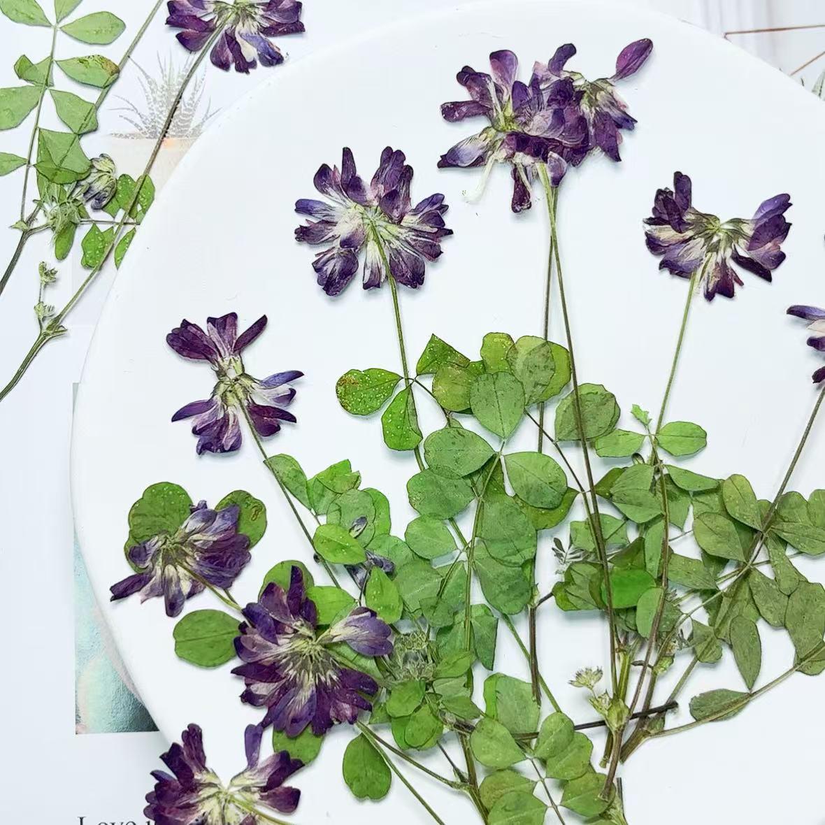 Blue Purple Pressed Flowers, DIY Craft Supplies, 6 PCS