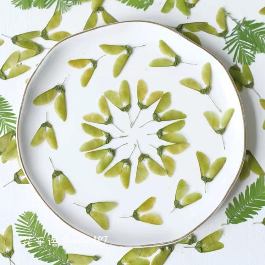 Pressed Maple Fruit: Natural Dried Green Leaves, 12 PCS