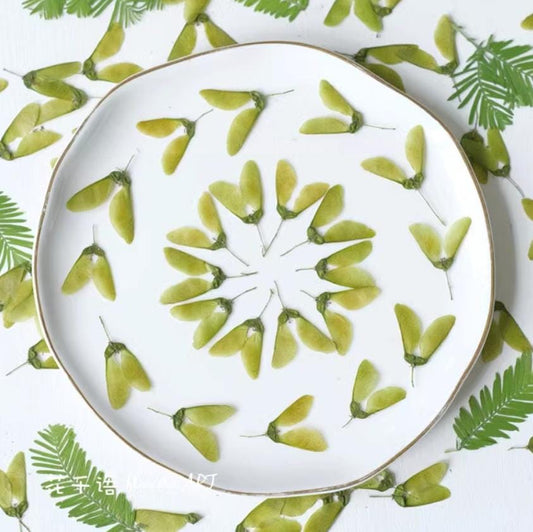 Pressed Maple Fruit: Natural Dried Green Leaves, 12 PCS