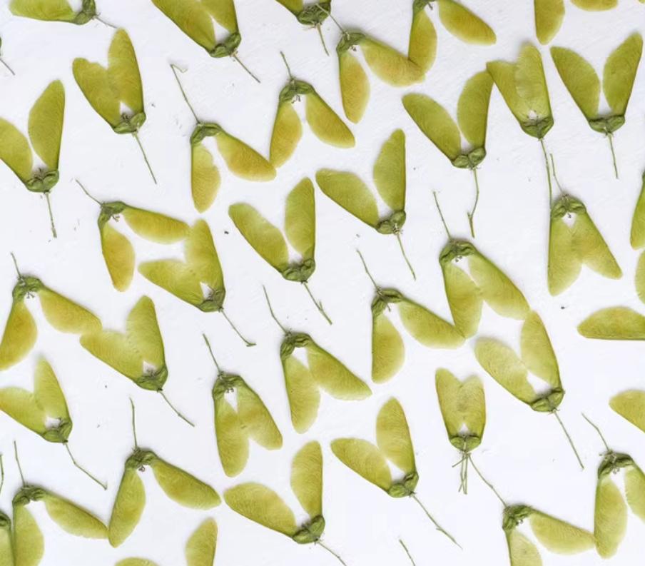 Pressed Maple Fruit: Natural Dried Green Leaves, 12 PCS