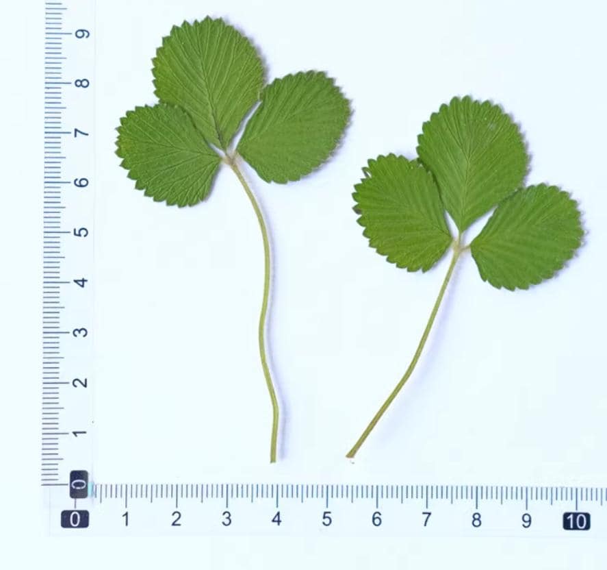 Pressed Strawberry Leaves: Real Green Foliage, Floral Craft (6 PCS/Pack)