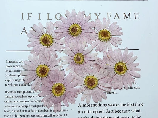 Pressed Purple Marguerite Daisy Flowers - 8 PCS Real Dried Flowers