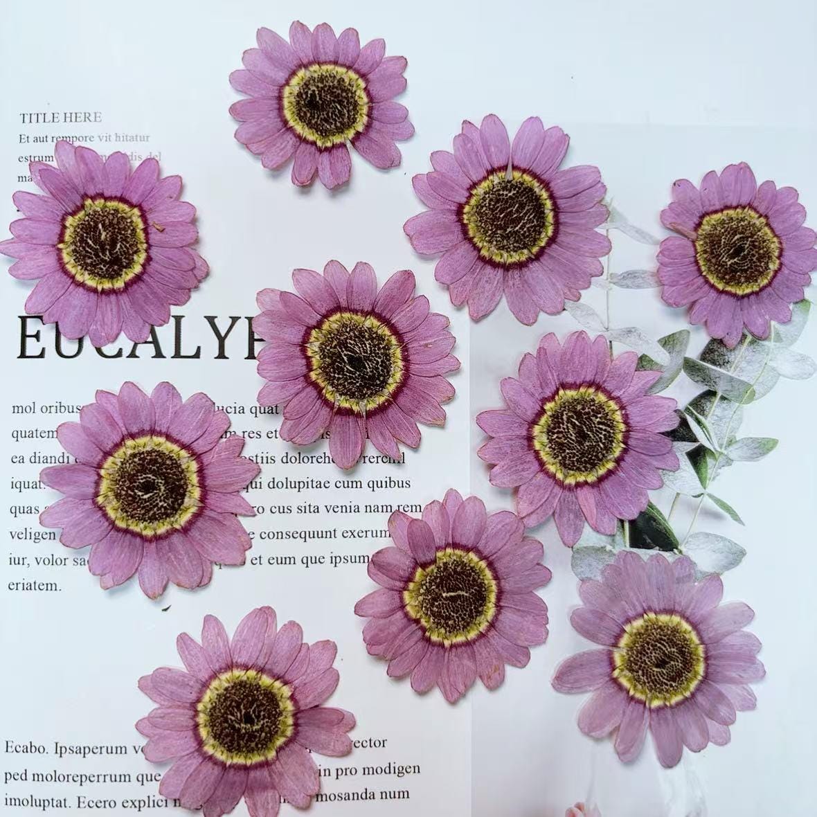 Purple Asteranae Pressed Flowers: 8 PCS Dried Flowers Pressed dry flowers
