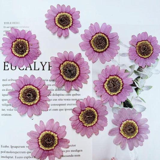 Purple Asteranae Pressed Flowers: 8 PCS Dried Flowers Pressed dry flowers