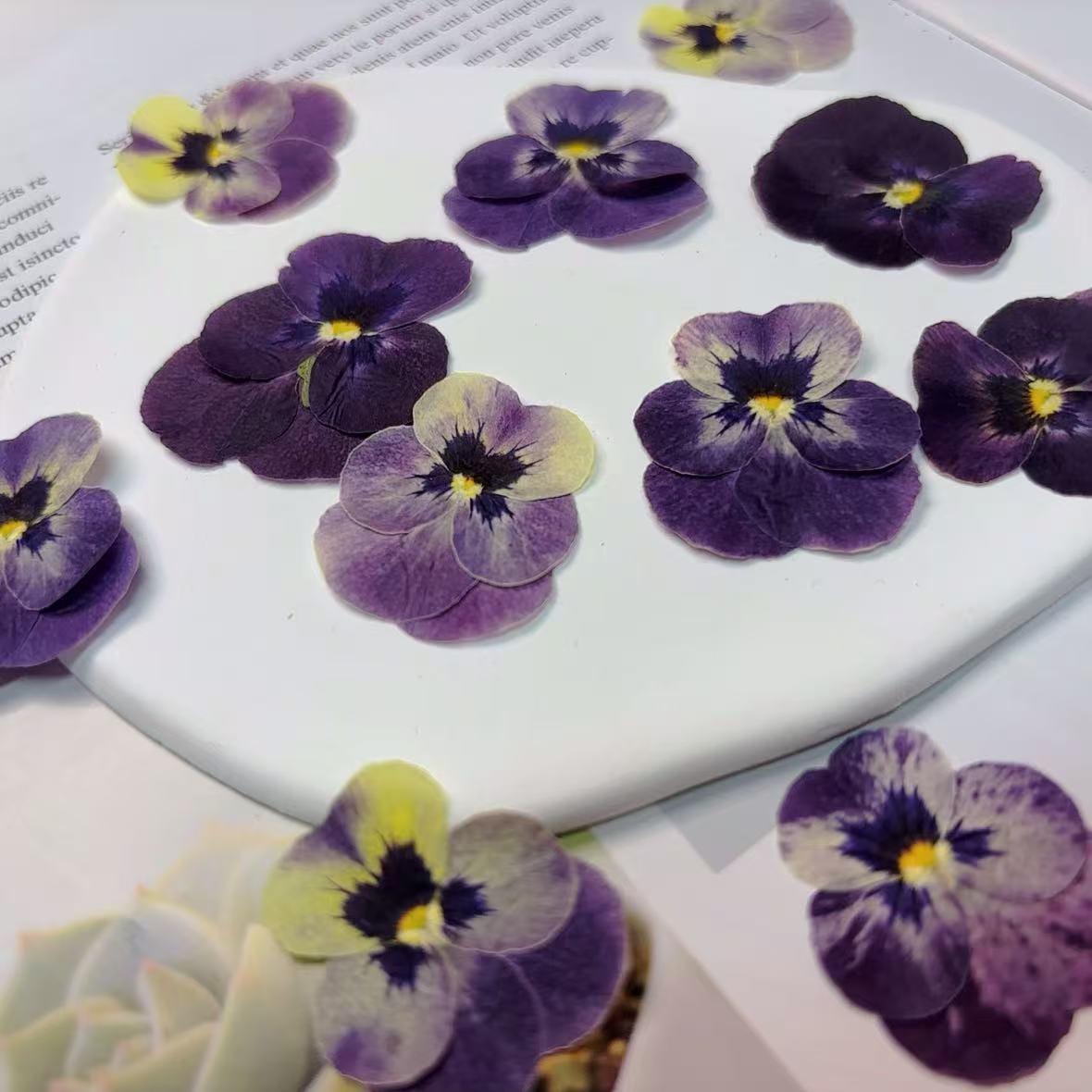 Bulk pressed flower,8 PCS/Pack,dried flat flower packs,pressed flower,purple Pansy Dried flower,Dried flower,Dry flower