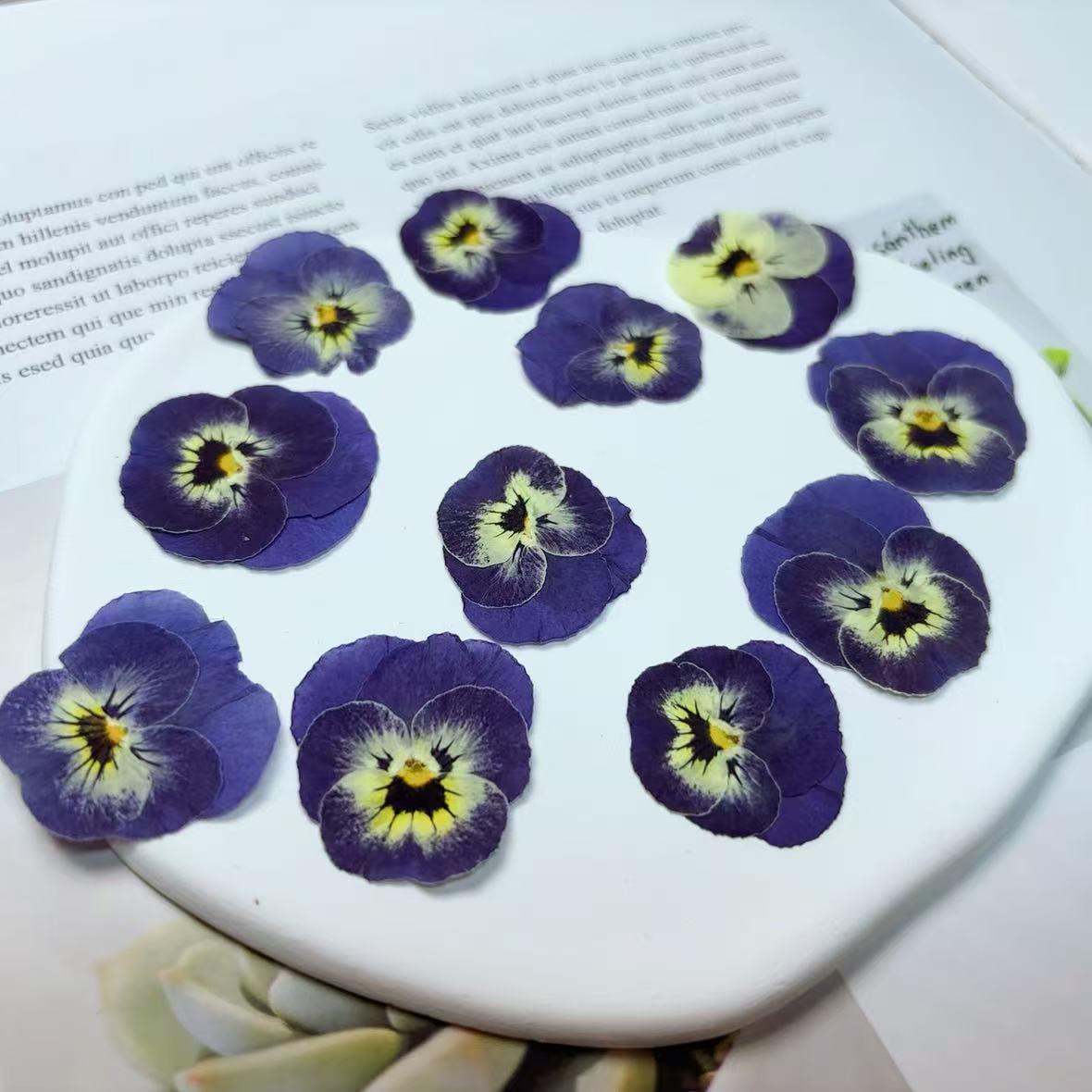 Pressed Blue Purple Pansy Flowers - 8 PCS Flat Dried Flowers