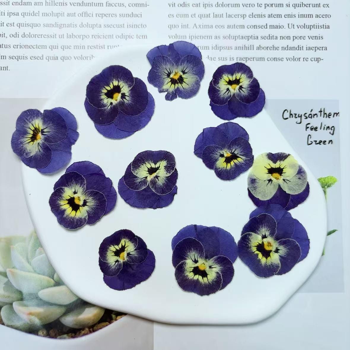 Pressed Blue Purple Pansy Flowers - 8 PCS Flat Dried Flowers