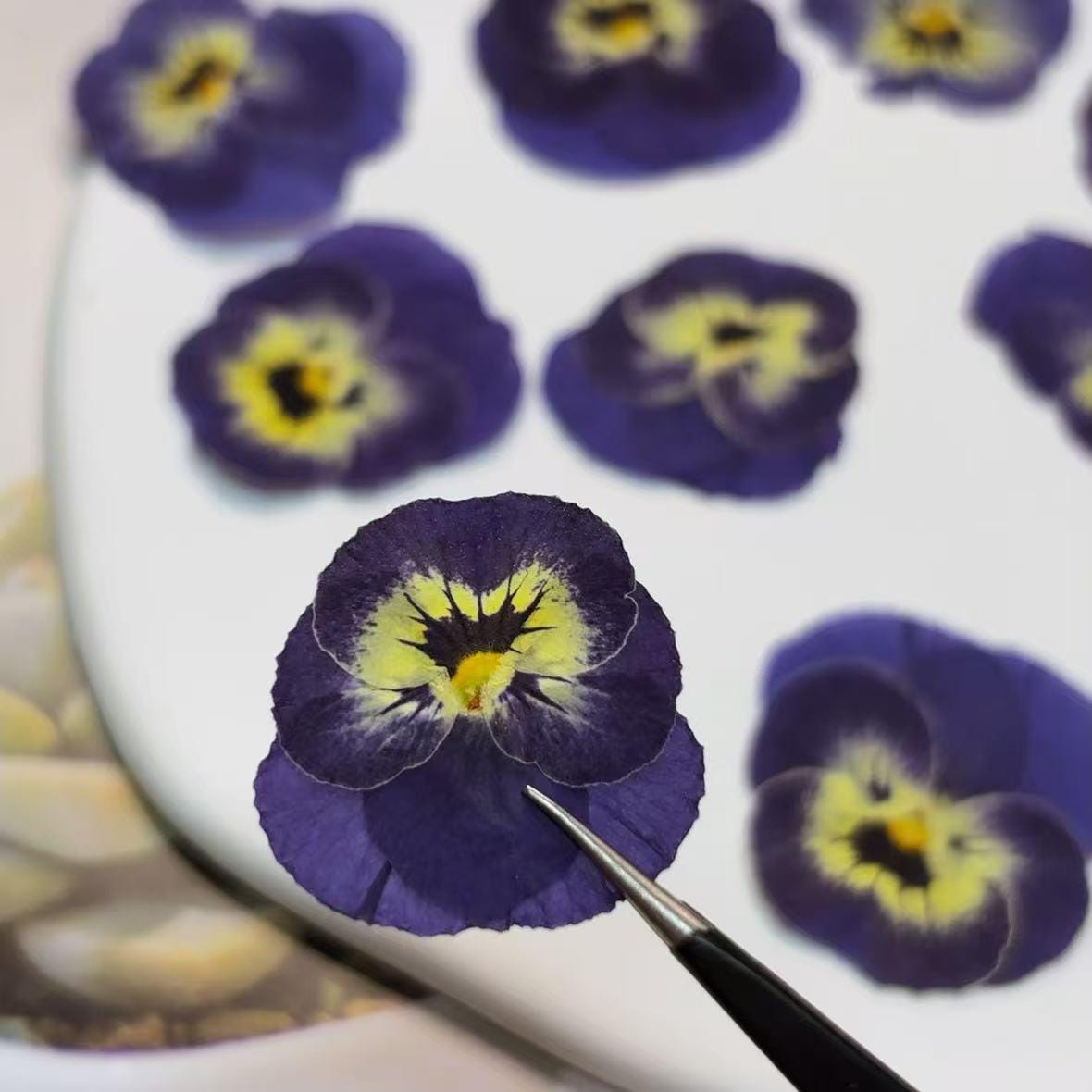 Pressed Blue Purple Pansy Flowers - 8 PCS Flat Dried Flowers