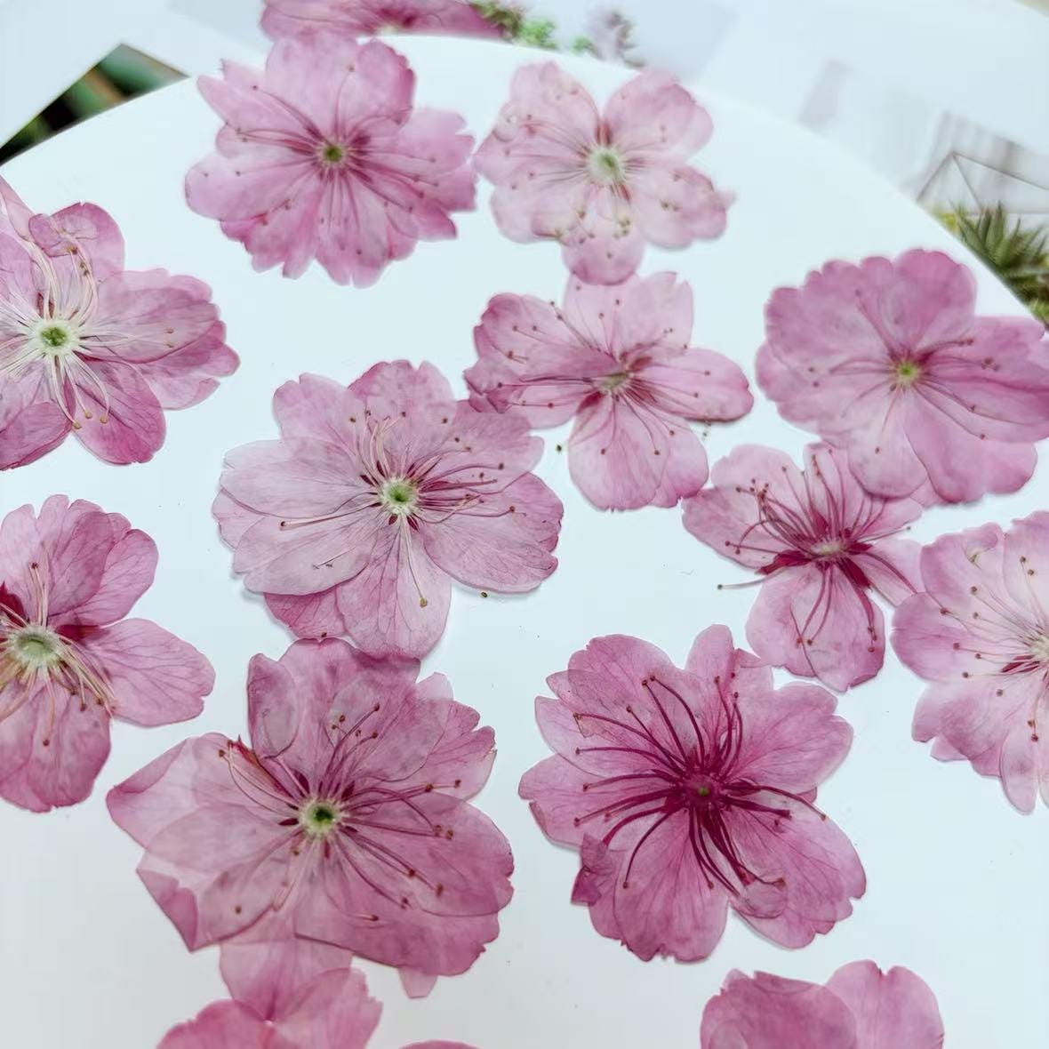 Cherry blossoms Pressed Flowers (3-4cm) 12 PCS/Pack,light pink Real Dried Flowers,Bulk pressed flower Floral,pink dry flowers,Pressed flower