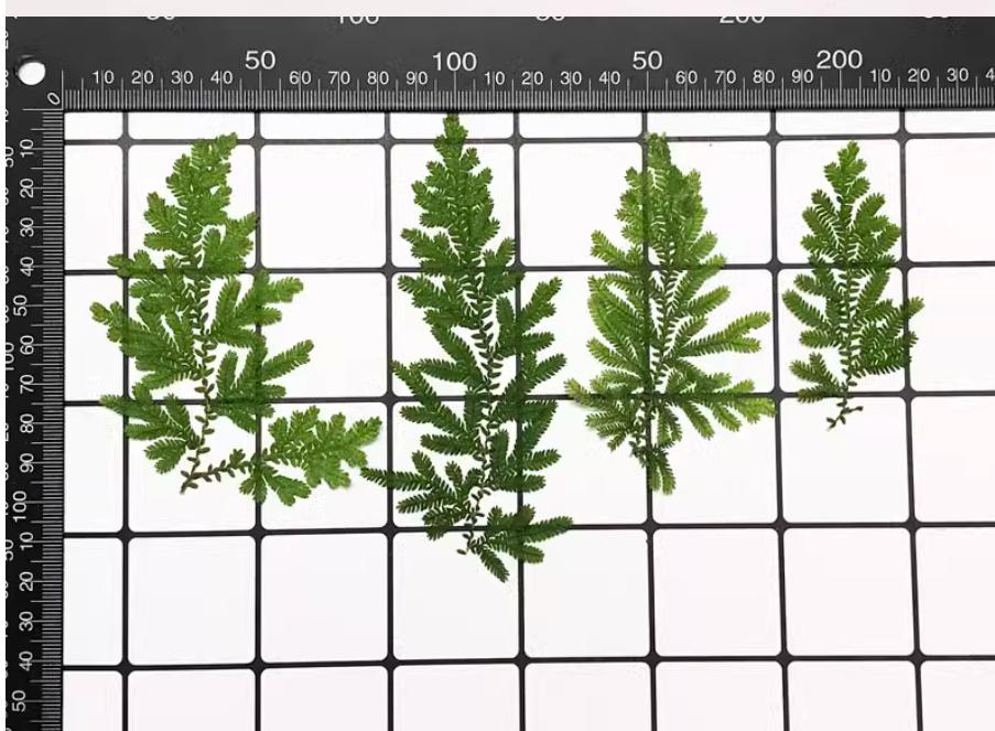Pressed Green Cloud Grass: Real Dried Leaves - 12 PCS