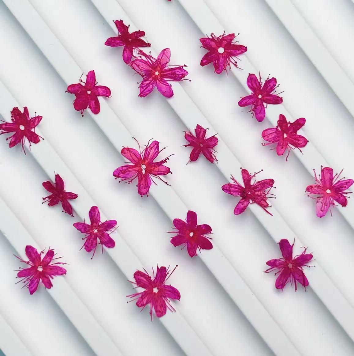 Pressed flower,Pressed Symplocos paniculata,12 PCS/Pack,Purple red dried flower,Real Purple flower,dried flower petals,Small dried flowers