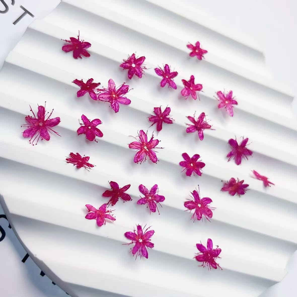 Pressed flower,Pressed Symplocos paniculata,12 PCS/Pack,Purple red dried flower,Real Purple flower,dried flower petals,Small dried flowers