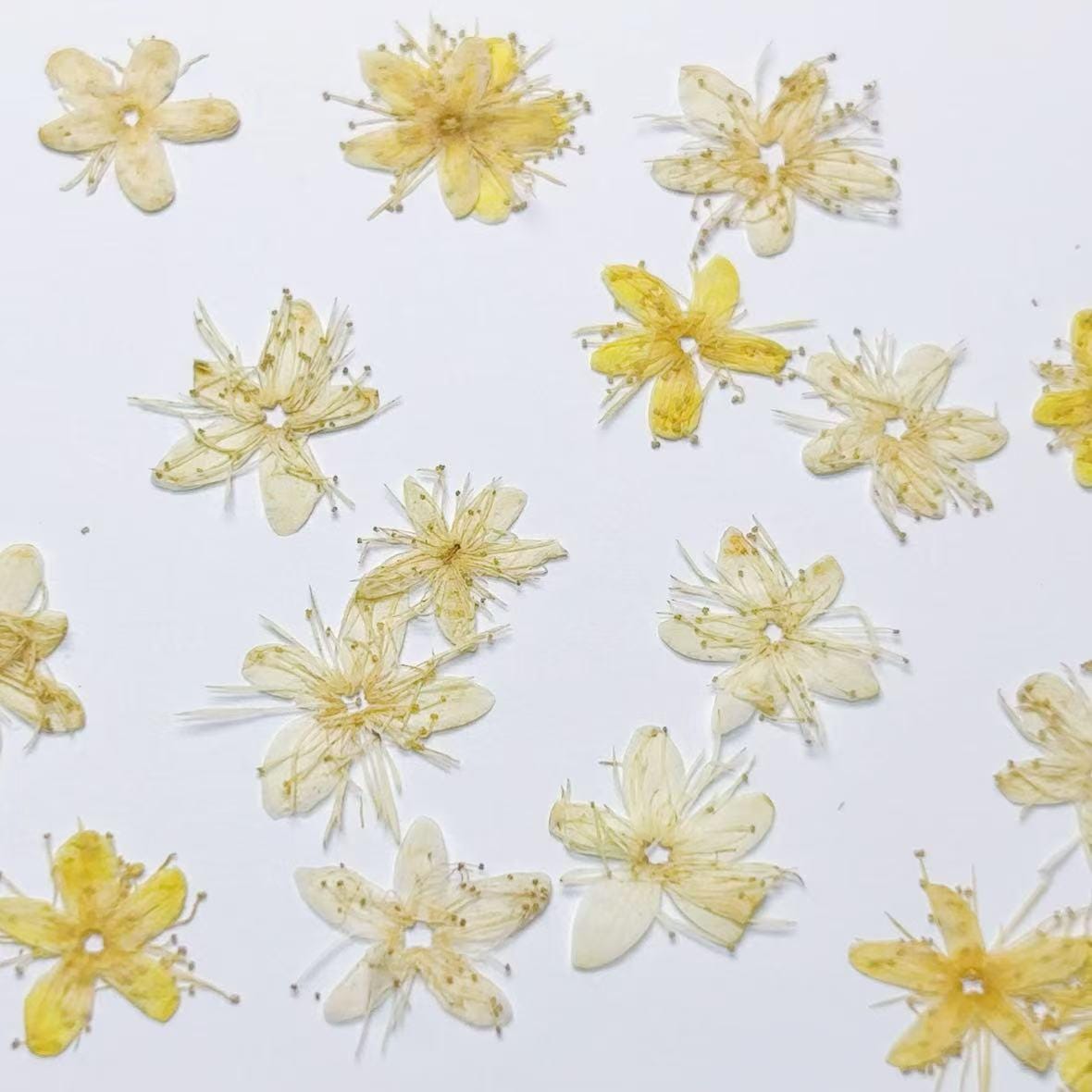 Pressed flower,Pressed Symplocos paniculata,12 PCS/Pack,beige dried flower,Real beige flower,dried flower petals,Small dried flowers