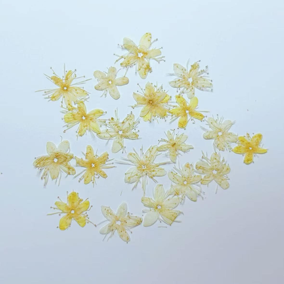 Pressed flower,Pressed Symplocos paniculata,12 PCS/Pack,beige dried flower,Real beige flower,dried flower petals,Small dried flowers